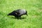 A very young raven, called Corvus in Latin, with light blue irises and plumage of several grey shades standing on a bright green l