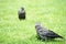 A very young raven, called Corvus in Latin, standing on a bright green lawn with silhouettes of another one in the background.