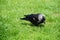 A very young raven picking in the grass.