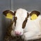 Very young red and white calf with big eyes lies in straw