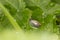 Very young snail with a soft shell