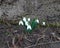 Very young snowdrops