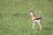 A very young Thomson Gazelle in the Kenyan grass landscape