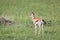 A very young Thomson Gazelle in the Kenyan grass landscape