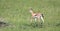 A very young Thomson Gazelle in the Kenyan grass landscape