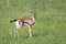 A very young Thomson Gazelle in the Kenyan grass landscape