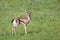 A very young Thomson Gazelle in the Kenyan grass landscape