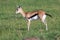 A very young Thomson Gazelle in the Kenyan grass landscape