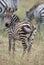 A very young zebra