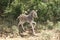 Very young zebra in Kruger Park South Africa