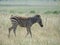 Very young zebra photographed in South Africa.