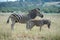 Very young zebra photographed in South Africa.