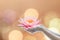 Vesak day, Buddhist lent day, Buddha`s birthday worshiping concept with woman`s hands holding water lilly or lotus flower