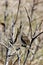 Vesper Sparrow  700440