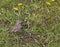 Vesper Sparrow or Bay-winged Bunting