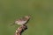 A Vesper Sparrow Perched on a Plant in the Grasslands