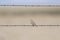 Vesper Sparrow Pooecetes gramineus Perched on Barbed Wire on t