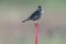 Vesper Sparrow posses on the post