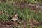 Vesper Sparrow in profile in a marsh in southern Colorado