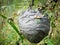 Vespiary or wasps nest in forest in summer