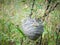 Vespiary or wasps nest at forest in summer