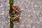 Vespula germanica, European wasp, German wasp, or German yellowjacket is eaten by a red firebug, Pyrrhocoris Apterus