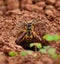 Vespula germanica in the exit hole of the underground nest