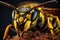 Vespula vulgaris, the European hornet. Close-up. Close up of a Wasp Vespula vulgaris, AI Generated