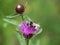 Vestal Cuckoo Bee, Bombus Psithyrus vestalis