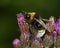 Vestal Southern Cuckoo Bee