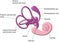 Vestibular apparatus of the ear