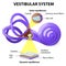 Vestibular system