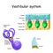 Vestibular system with crista, macula, cochlea and receptor cells