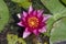 Vesuve Hardy Waterlily in bloom, beautiful red yellow flowering water flowers, lilies petals