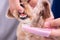 Vet brushing pet dog teeth coated with plaque with toothbrush