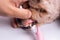 Vet brushing pet dog teeth coated with plaque with toothpaste