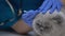 Vet carefully cleaning cat ears, treating for ticks, hearing loss prevention