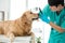 The vet is checking the eyes of the Golden Retriever dog in the hospital examination room