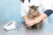 Vet clinic. Measure blood pressure of a cat
