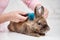 Vet combing rabbit