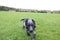 Vet cute puppy sprocker spaniel adorable grass field happy