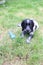 Vet cute puppy sprocker spaniel adorable grass field happy