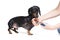 A vet cuts a dog`s claws with scissors for cutting the nails of the dog, isolated on white background