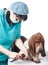 Vet cutting dog claws