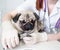 Vet cutting dog toenails. on white background