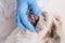 Vet dentist checking dog`s teeth, fluffy angry dog being examined in veterinary clinic, closeup portrait pekingese puppy, doctor