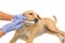 Vet dentist cleaning dog\'s teeth with toothbrush