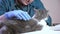 Vet doctor examines a cat in a veterinary office, an injection and animal tests.