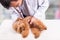 Vet doctor examining cute poodle dog with stethoscope at clinic
