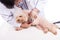 Vet doctor examining poodle dog with stethoscope on white background